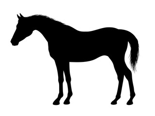 年賀状・干支・馬・午年４