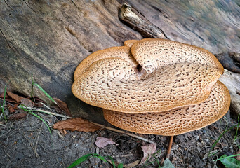 Scaly, light brown bracket fungi with intricate patterns thrive at the base of an old, weathered tree, surrounded by forest ground and dry leaves