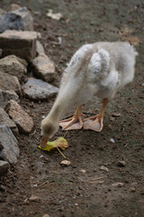 Gosling with whitish down feathers nibbling a leaf.

