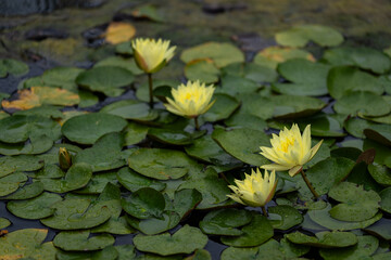 Yellow water lily flowers among leaves in the rain.
