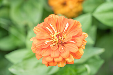 orange dahlia flower