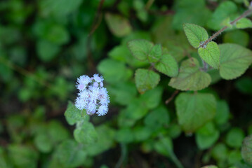 Ageratum conyzoides, commonly known as Goatweed, Billygoat-weed, or Whiteweed, is a fast-growing herbaceous plant admired for its small, fluffy flowers, usually in shades of blue, white, or purple. It