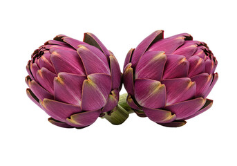 Artichoke pair isolated on transparent background