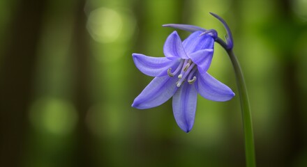 Beautiful Bluebell Flower Macro Photography in Nature