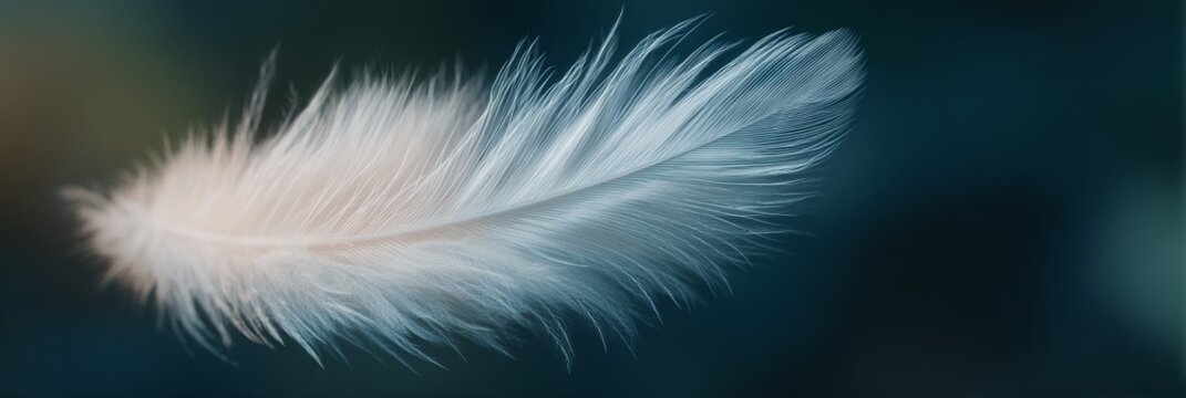 Feather is shown in a blue background - Powered by Adobe