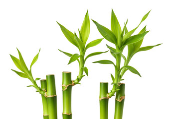 Bamboo stalks with vibrant green leaves against transparent background