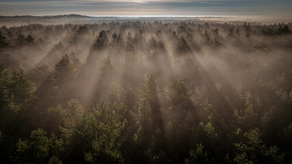 Mystic forest © dulmen