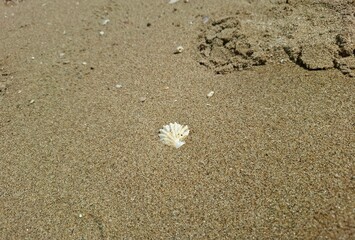 heart on sand, shell on sand,  the beach 
