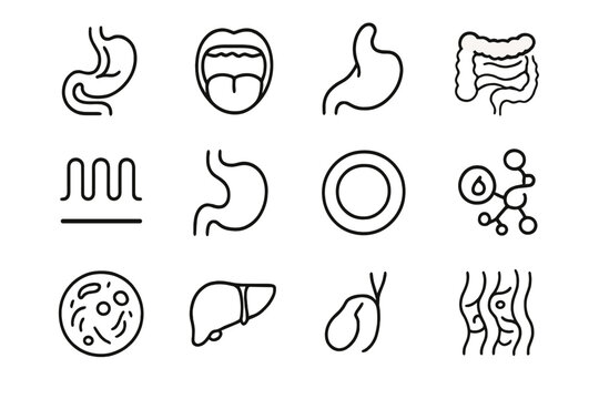 Digestive System Icons. Outline vector icons of the human digestive system: digestive tract, oral cavity,
