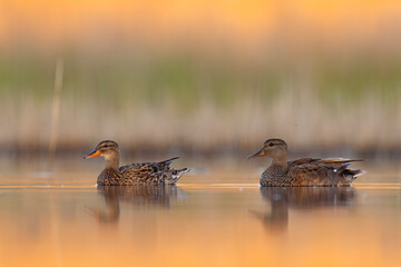Krakwa (Mareca strepera) © Grzegorz