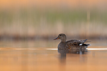 Krakwa (Mareca strepera) © Grzegorz