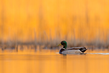 Krzyżówka (Anas platyrhynchos) © Grzegorz