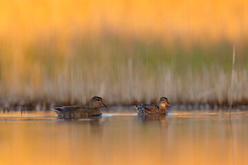 Krakwa (Mareca strepera) © Grzegorz