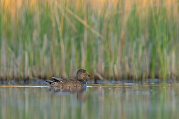 Krakwa (Mareca strepera) © Grzegorz