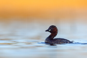 Perkozek (Tachybaptus ruficollis)  © Grzegorz