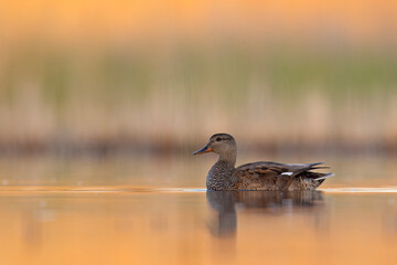 Krakwa (Mareca strepera) © Grzegorz