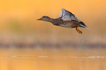 Krakwa (Mareca strepera) © Grzegorz