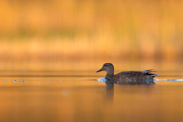 Krakwa (Mareca strepera) © Grzegorz