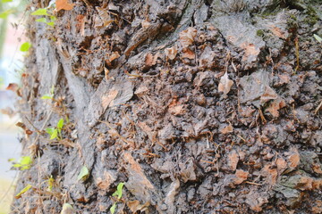 Close up shows rough bark and new leaves emerging from a tree trunk.
