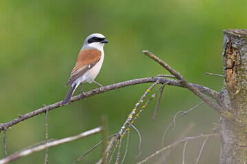 Gąsiorek (Lanius collurio) © Grzegorz