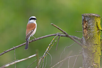 Gąsiorek (Lanius collurio) © Grzegorz