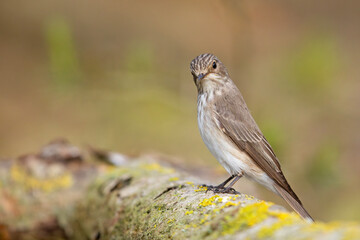 Muchołówka szara (Muscicapa striata) © Grzegorz