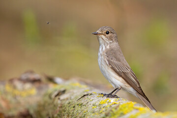 Muchołówka szara (Muscicapa striata) © Grzegorz