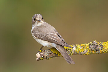 Muchołówka szara (Muscicapa striata) © Grzegorz