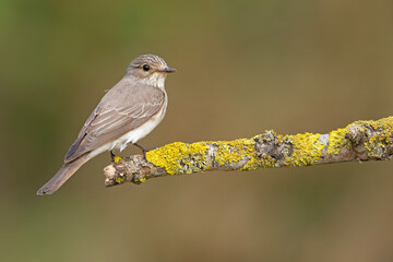 Muchołówka szara (Muscicapa striata) © Grzegorz