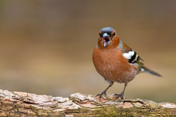Zięba (Fringilla coelebs)