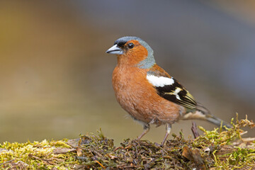 Zięba (Fringilla coelebs) © Grzegorz
