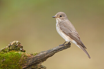 Muchołówka szara (Muscicapa striata) © Grzegorz