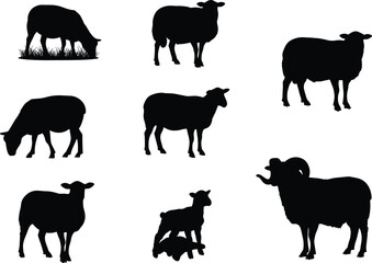 Collection of sheep silhouettes, lamb and ram in various poses, grazing, standing, sitting, farm animal vector set, black shapes