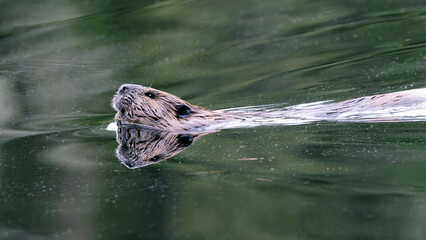 North American beaver Castor canadensis on the alert as it skims the shore line