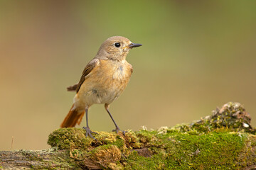 Pleszka (Phoenicurus phoenicurus) © Grzegorz