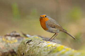 Rudzik (Erithacus rubecula) © Grzegorz