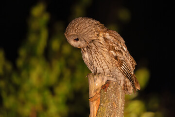 Puszczyk (Strix aluco) © Grzegorz