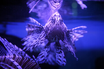 Lionfish (dendrochirus zebra), fish in an aquarium