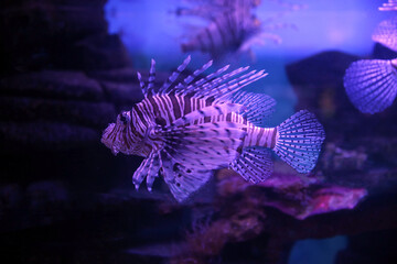 Lionfish (dendrochirus zebra), fish in an aquarium