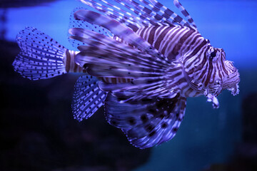 Lionfish (dendrochirus zebra), fish in an aquarium