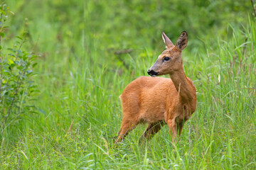 Sarna europejska (Capreolus capreolus)