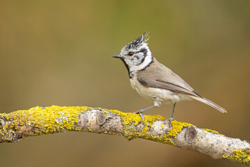 Czubatka (Lophophanes cristatus) 