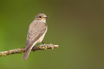 Muchołówka szara (Muscicapa striata)
