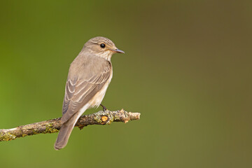 Muchołówka szara (Muscicapa striata)