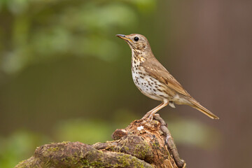 Śpiewak (Turdus philomelos)