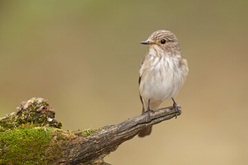 Muchołówka szara (Muscicapa striata)