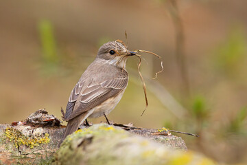 Muchołówka szara (Muscicapa striata)