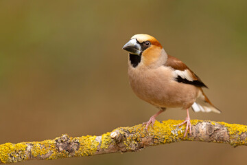 Grubodziób (Coccothraustes coccothraustes)
