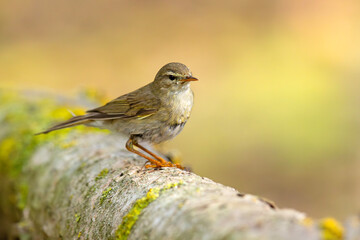 Piecuszek (Phylloscopus trochilus)