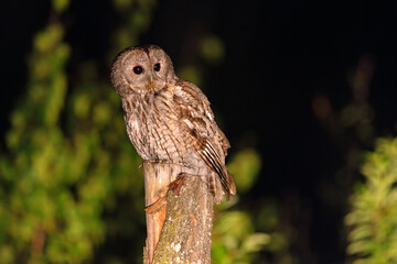 Puszczyk (Strix aluco)